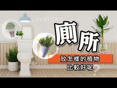 廁所可以放什麼植物